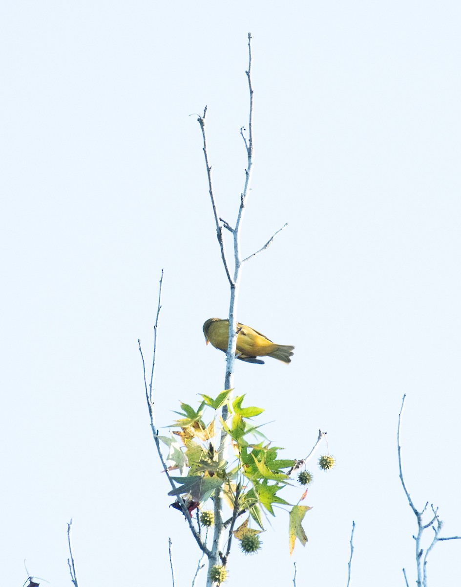 sommerpiranga - ML641291695