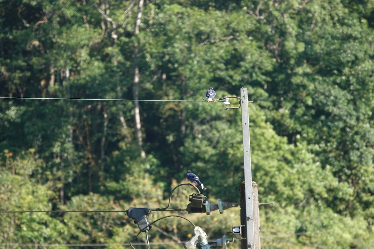 Taiwan Blue-Magpie - ML641291703