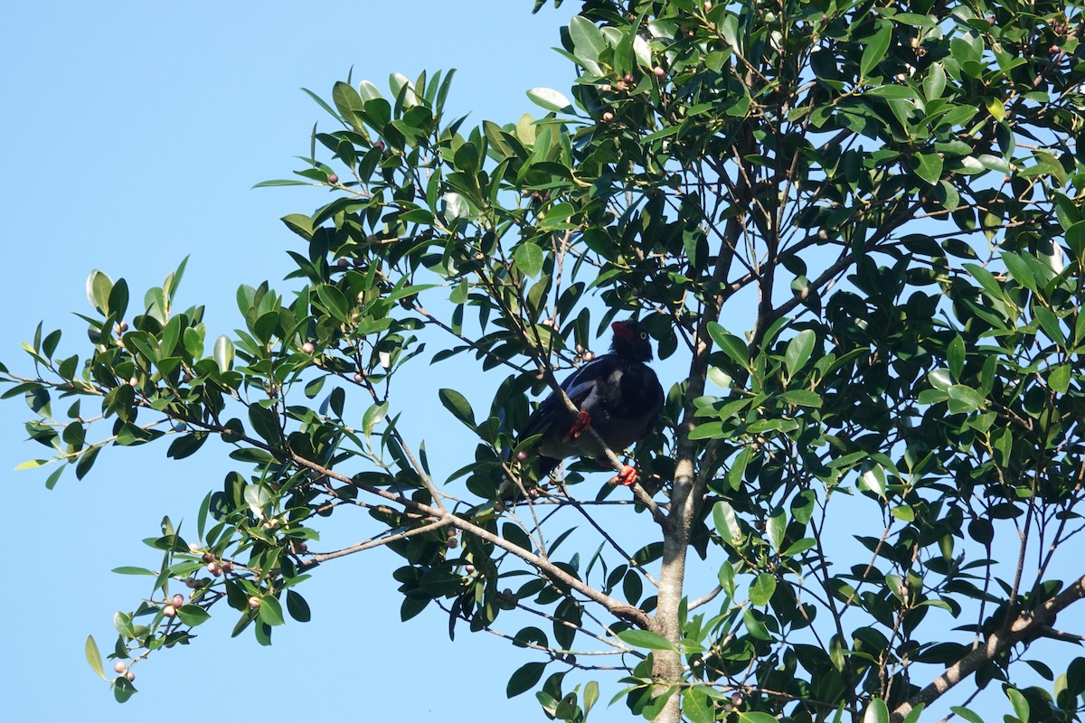 Taiwan Blue-Magpie - ML641291707