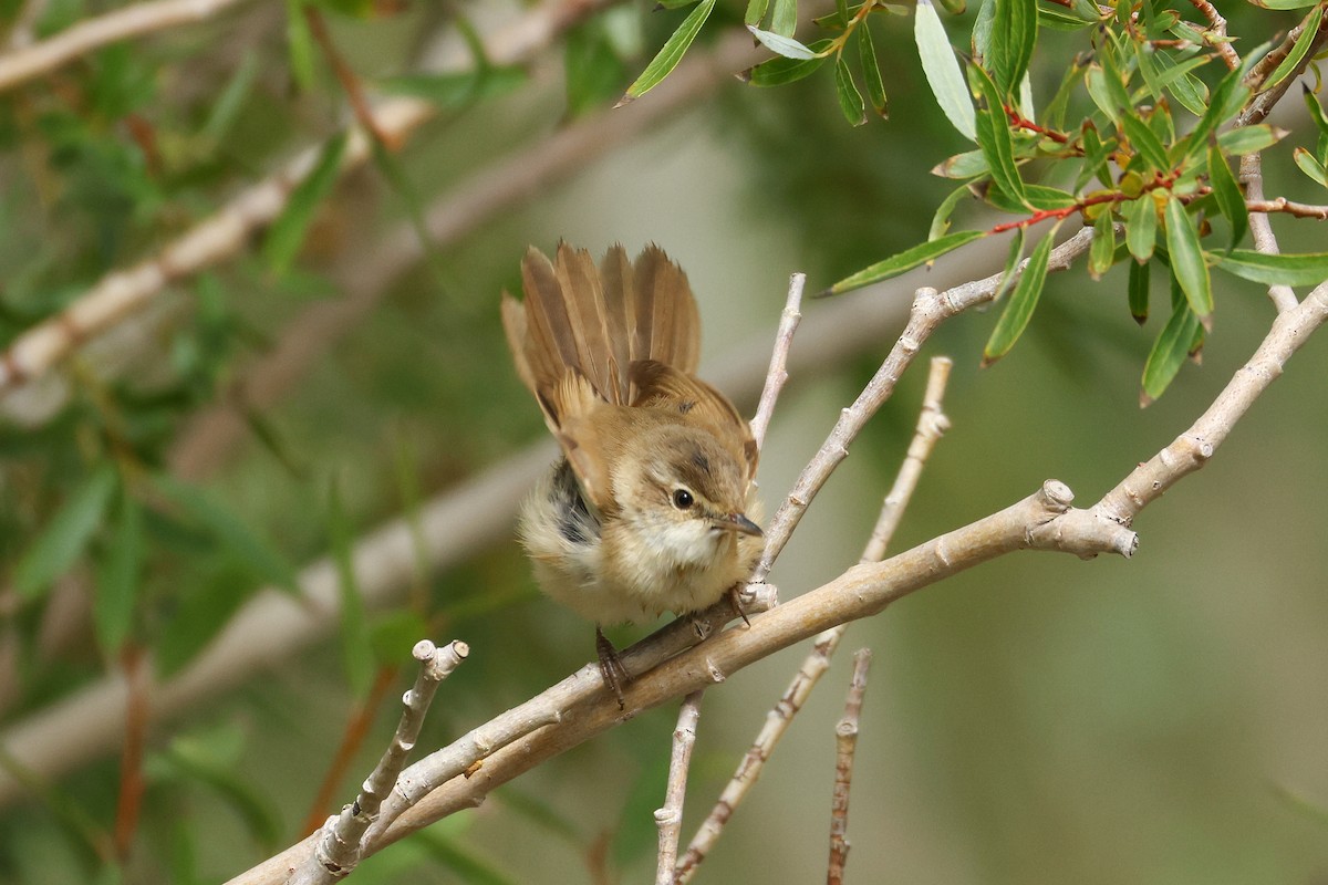 Paddyfield Warbler - ML641291742