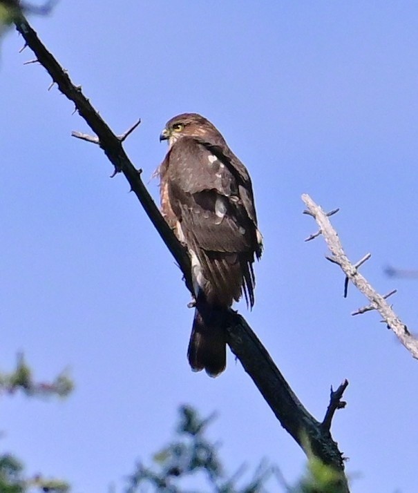 Broad-winged Hawk - ML641291745