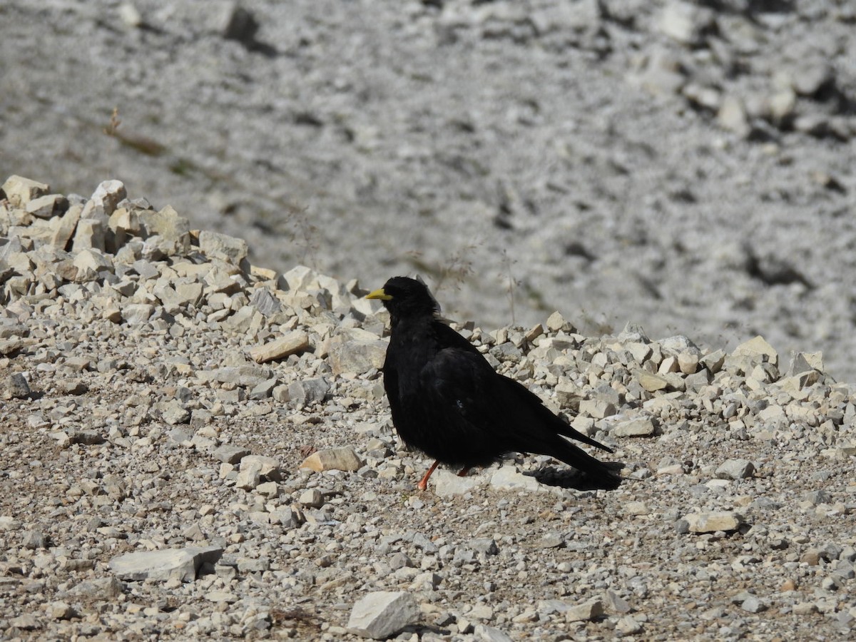 Yellow-billed Chough - ML641291767