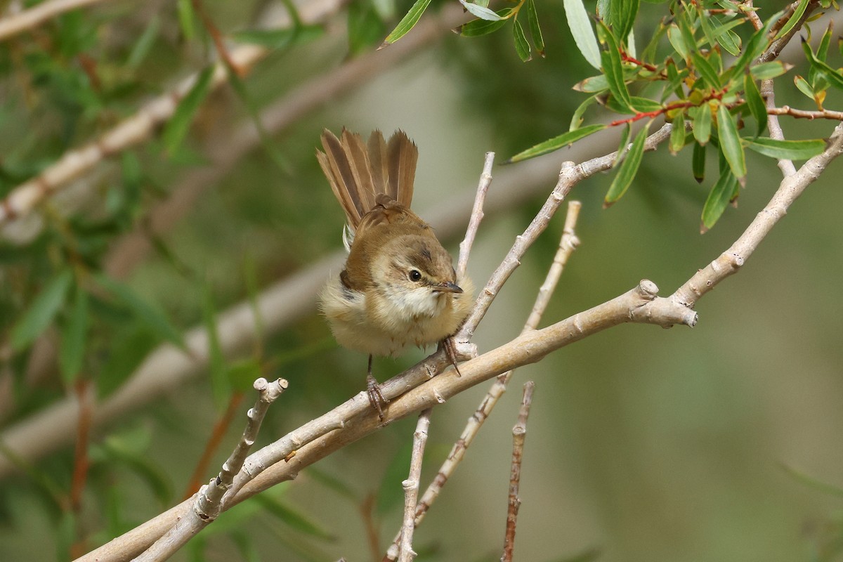 Paddyfield Warbler - ML641291769