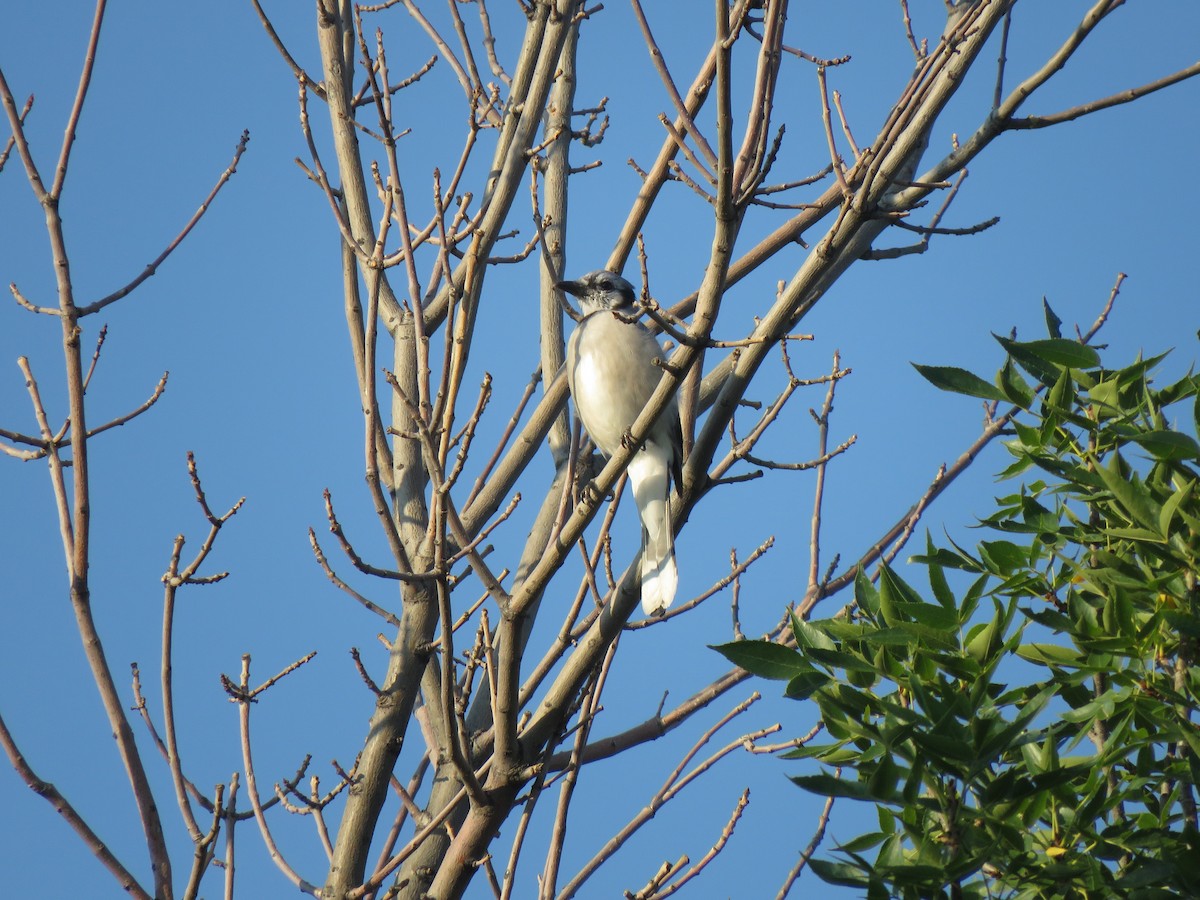 Blue Jay - ML641291770