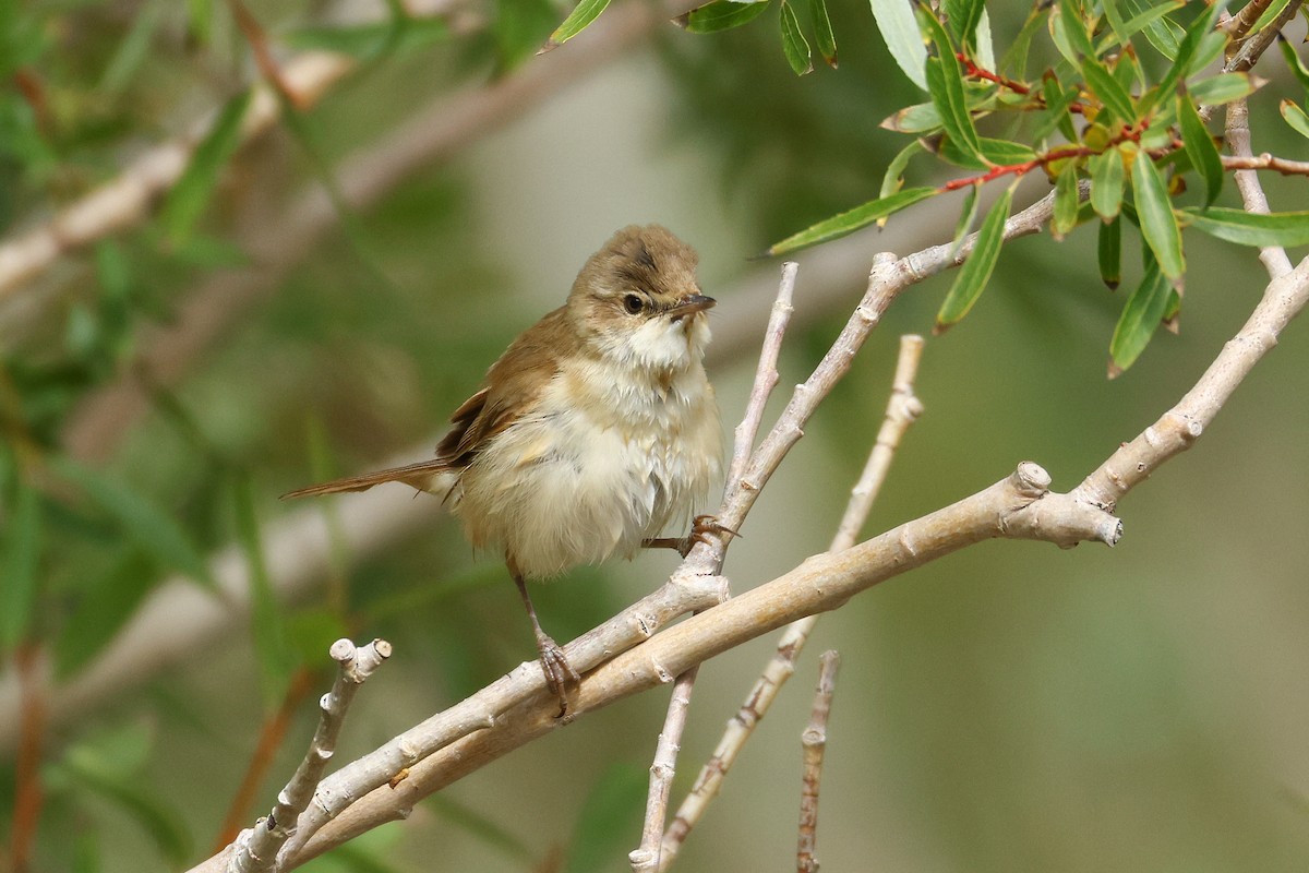 Paddyfield Warbler - ML641291773