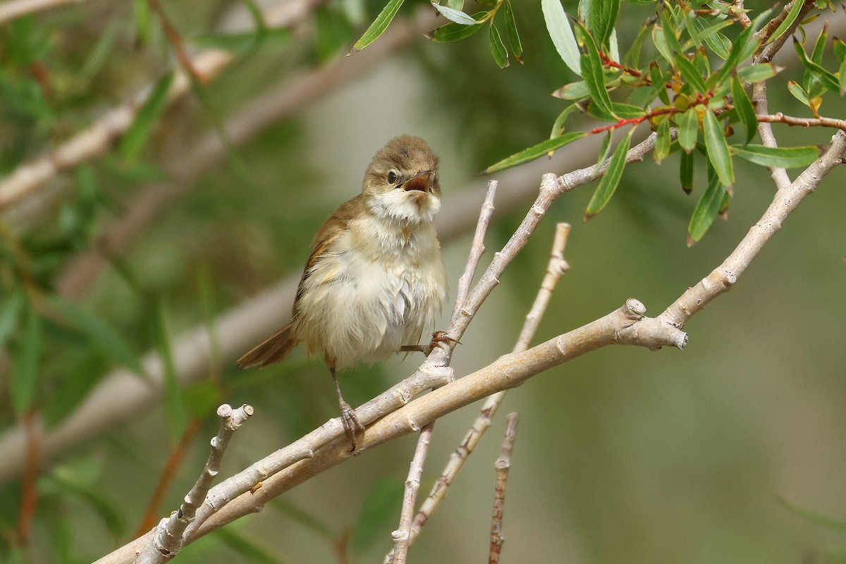 Paddyfield Warbler - ML641291774