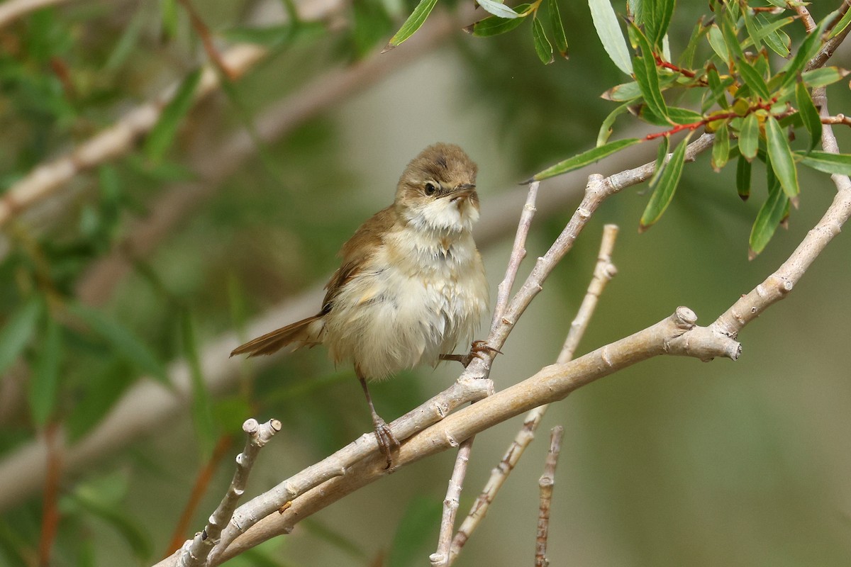 Paddyfield Warbler - ML641291775