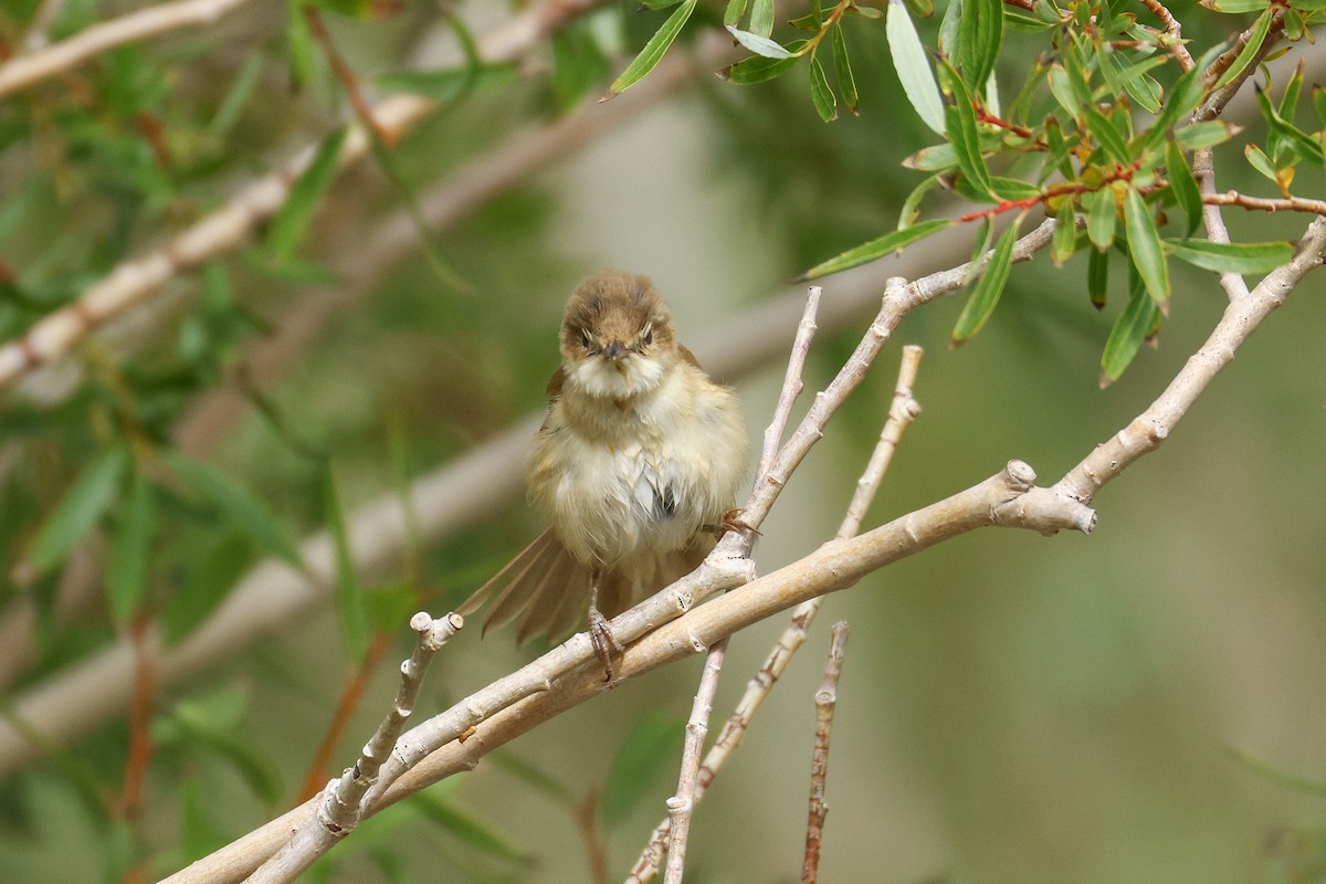 Paddyfield Warbler - ML641291776