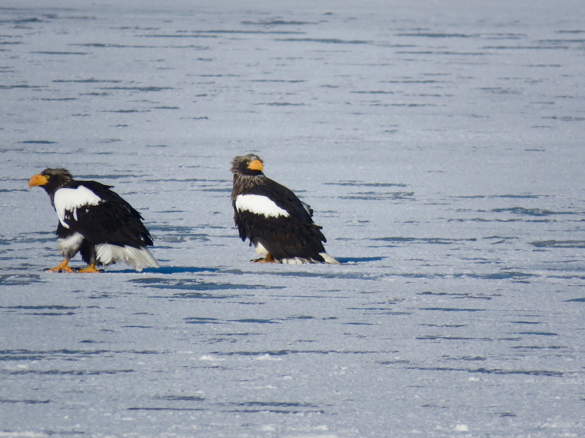 Steller's Sea-Eagle - ML641291779