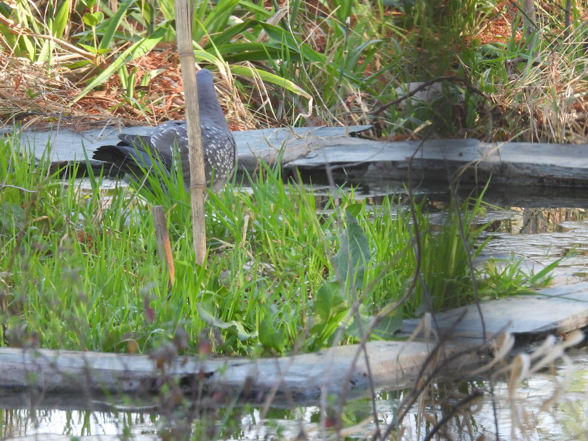 Spot-winged Pigeon - ML641291783
