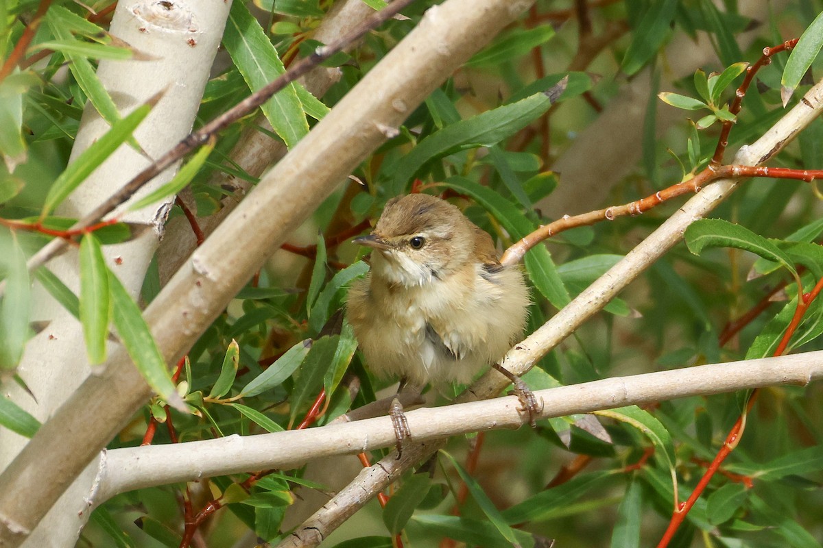 Paddyfield Warbler - ML641291792