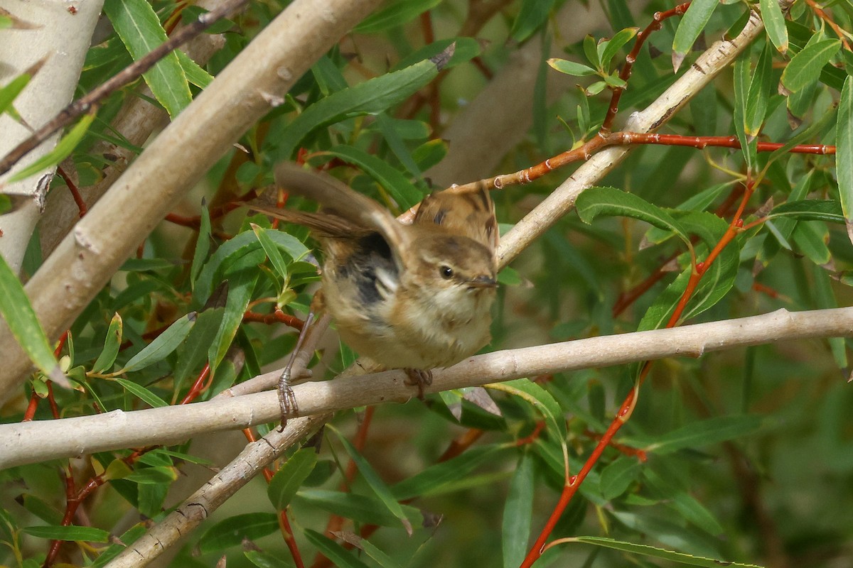Paddyfield Warbler - ML641291793