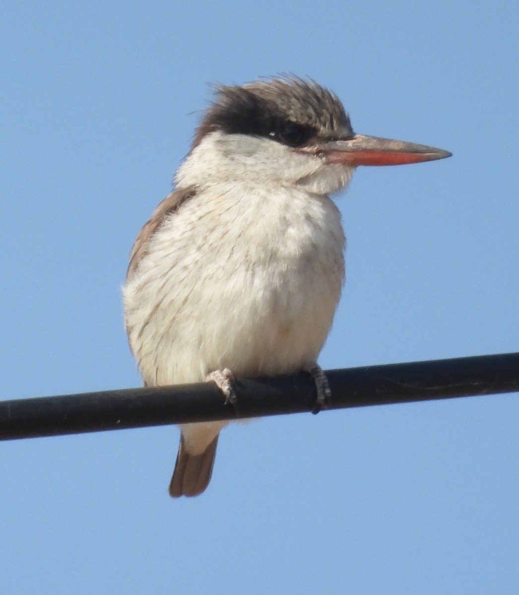 Martin-chasseur strié - ML641291800