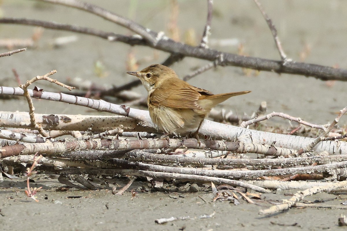 Paddyfield Warbler - ML641291804