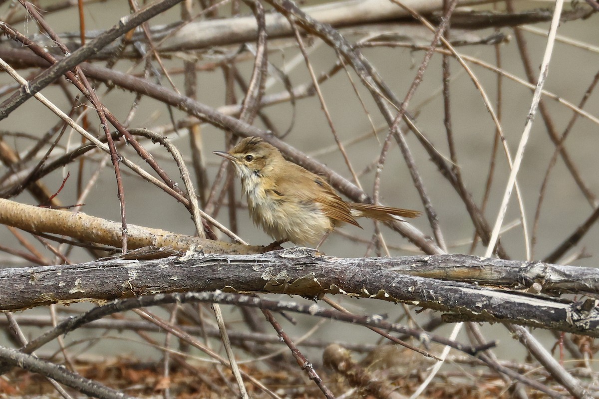 Paddyfield Warbler - ML641291805