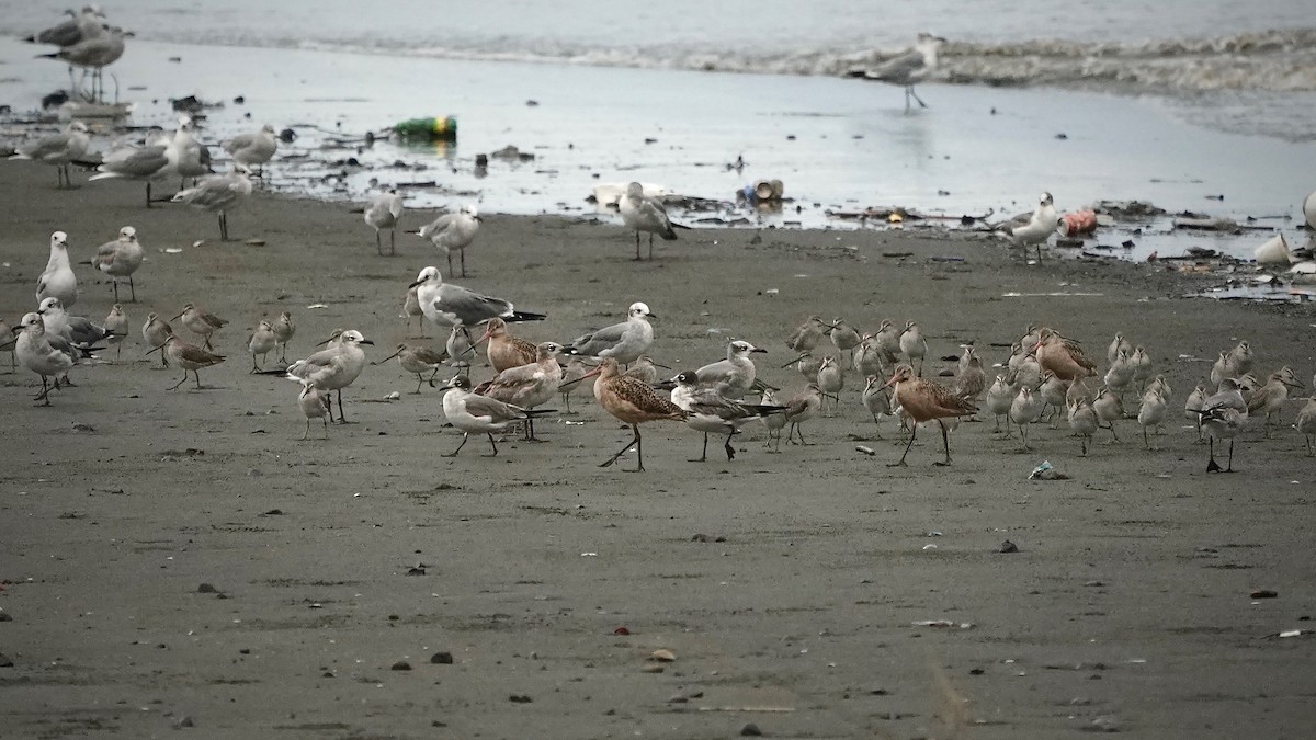 Marbled Godwit - ML641291814