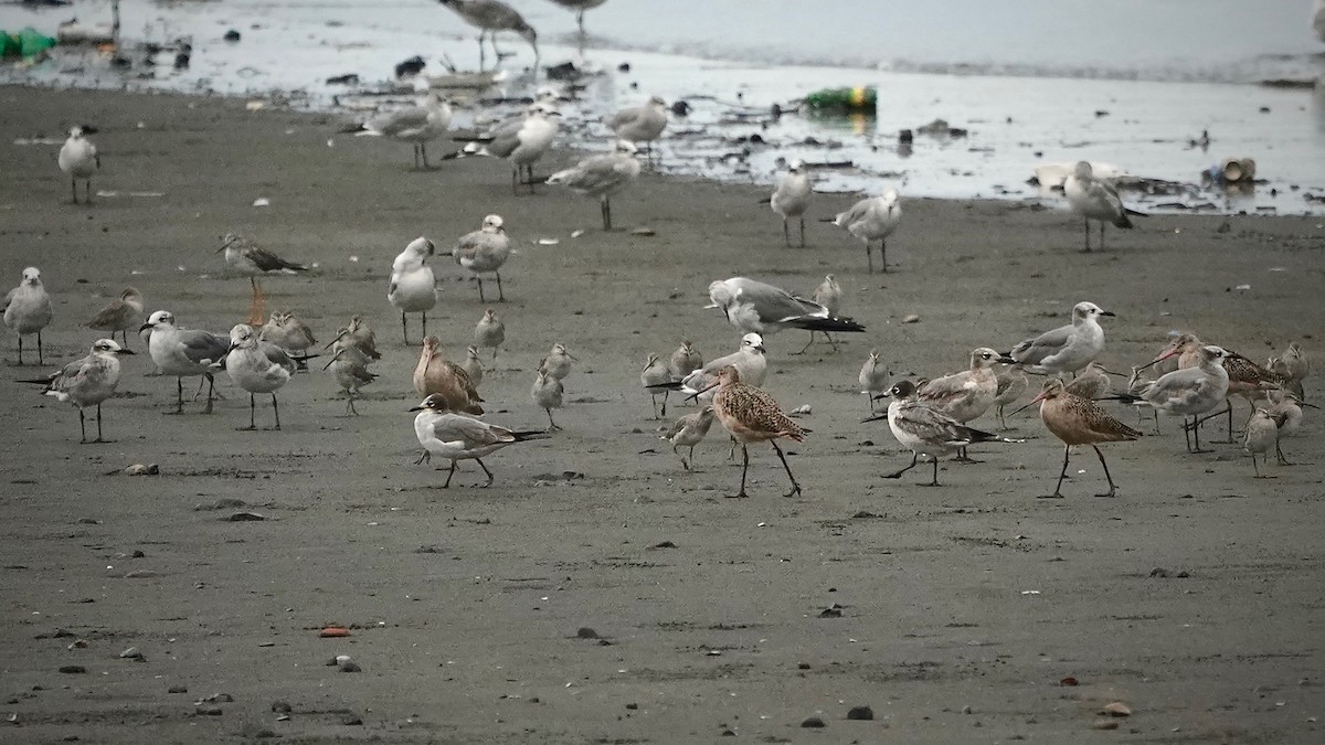 Marbled Godwit - ML641291820