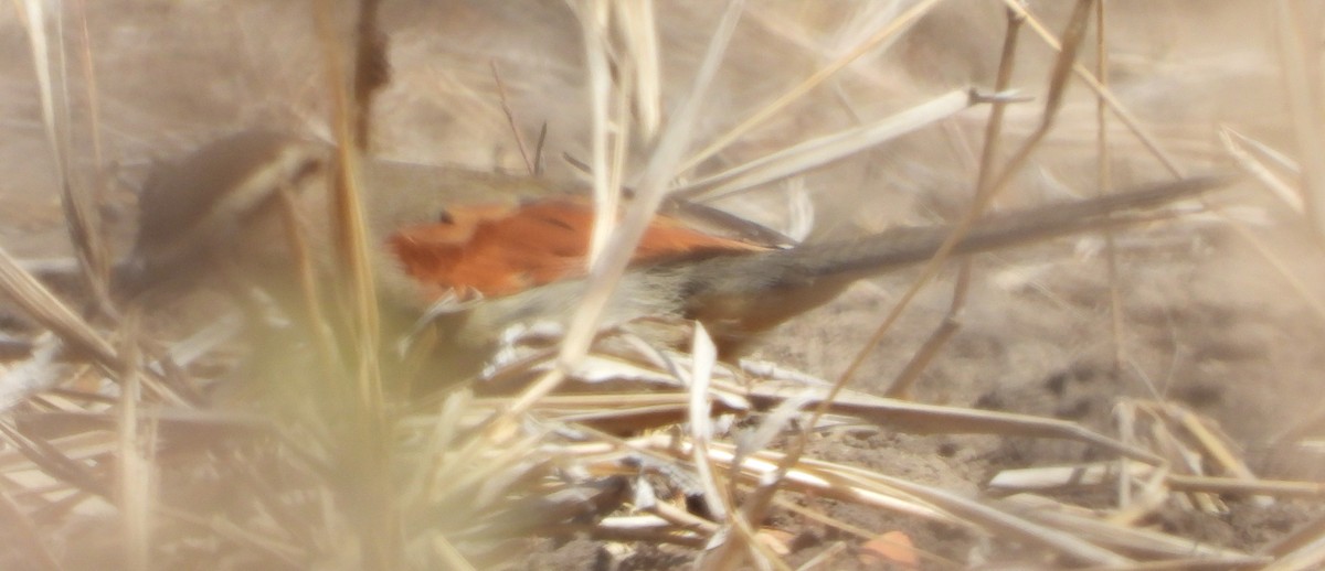 Brown-crowned Tchagra - ML641291836