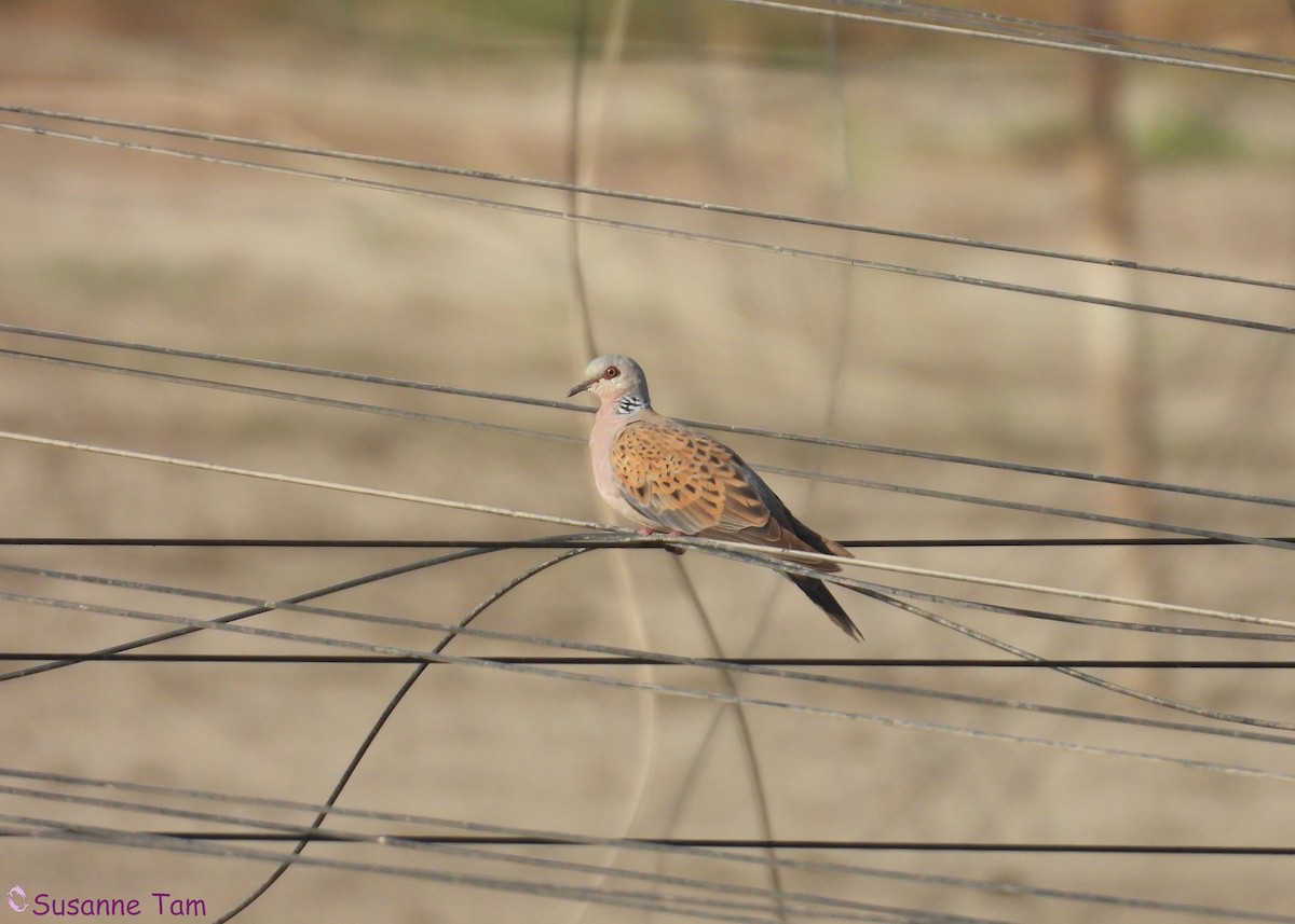 European Turtle-Dove - ML641291837