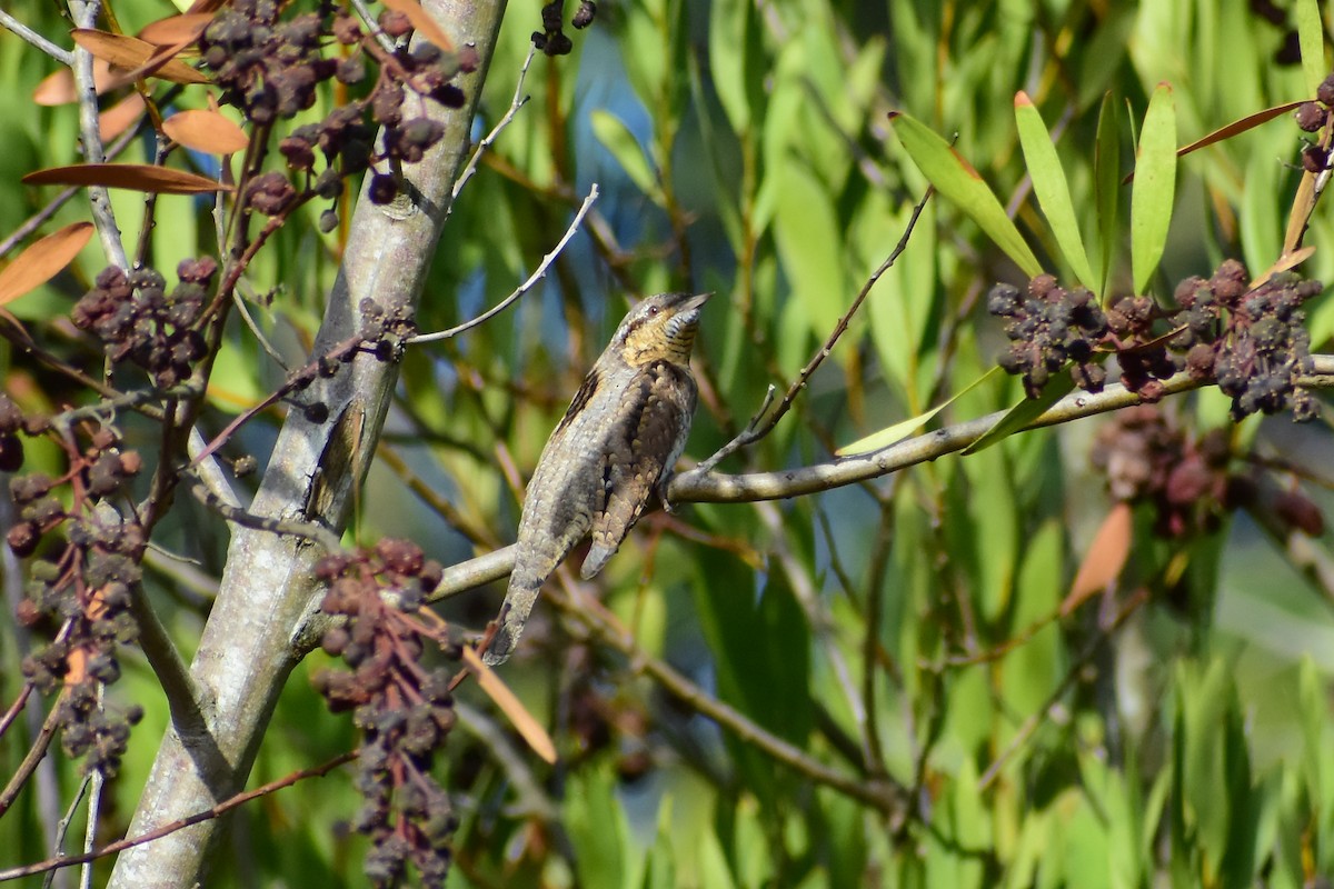 Eurasian Wryneck - ML641291861