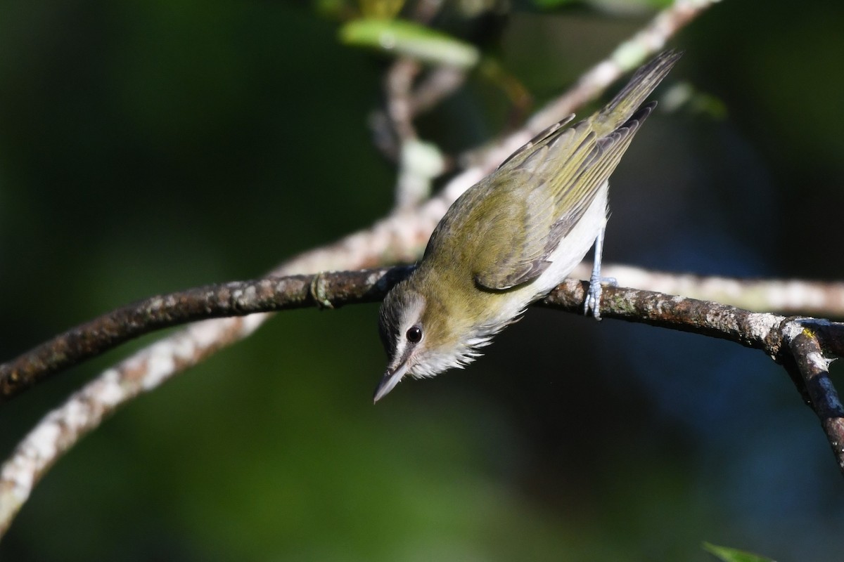 Vireo Ojirrojo - ML641291867