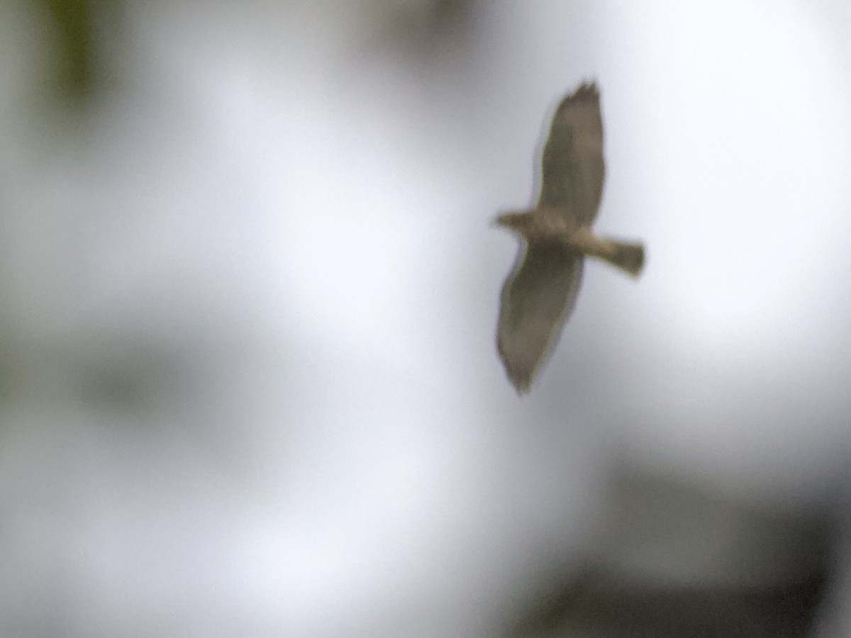 Broad-winged Hawk - ML641291896