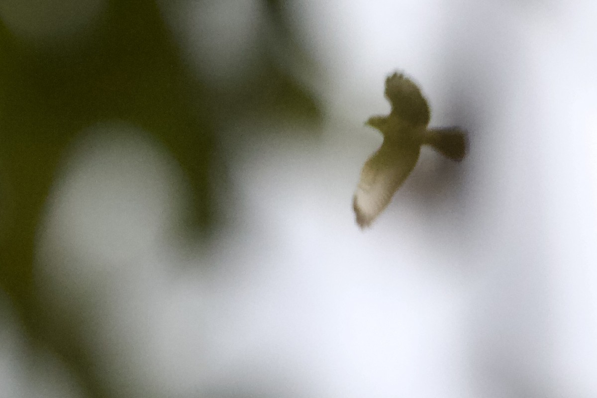 Broad-winged Hawk - ML641291897