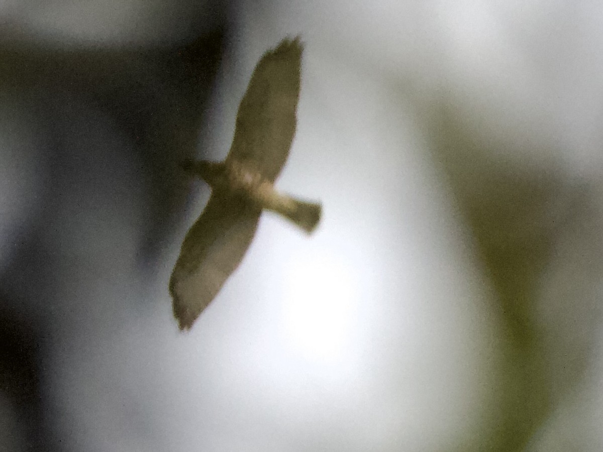 Broad-winged Hawk - ML641291898