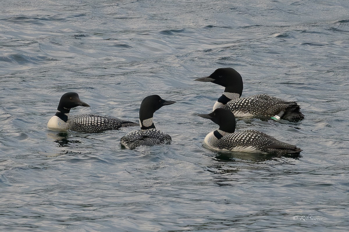 Common Loon - ML641291955