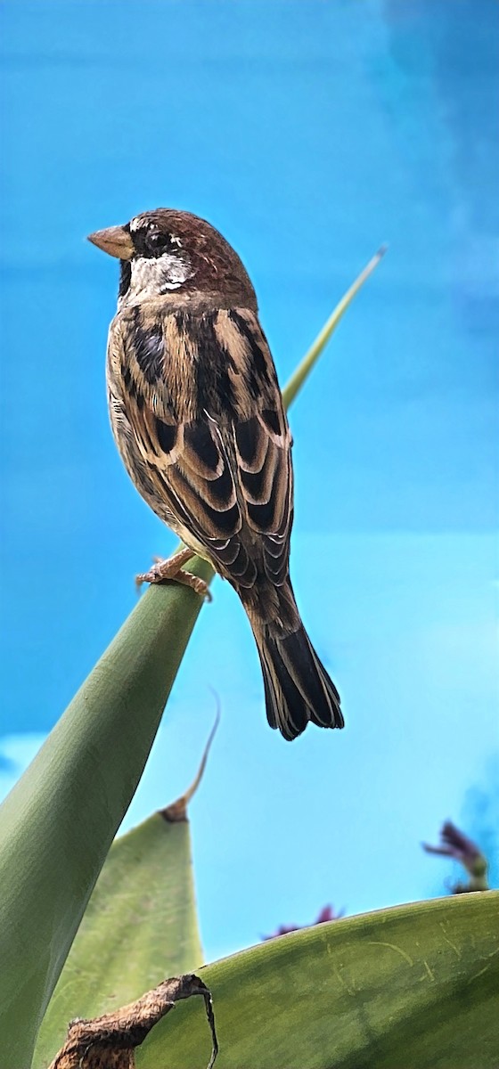 Spanish Sparrow - ML641291972