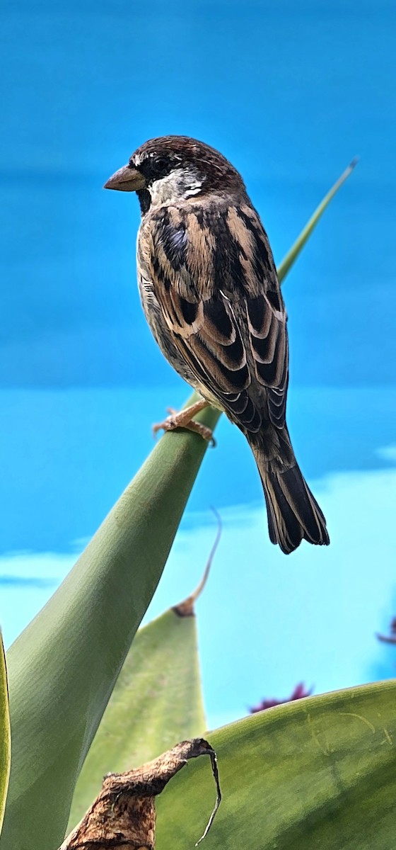 Spanish Sparrow - ML641291976