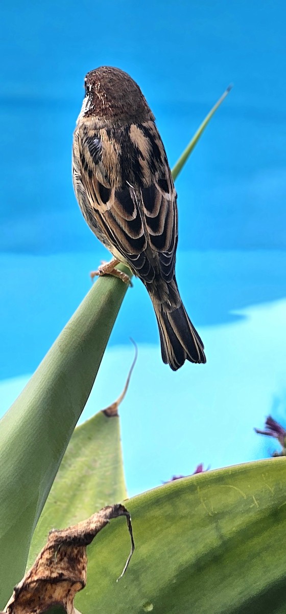 Spanish Sparrow - ML641291977