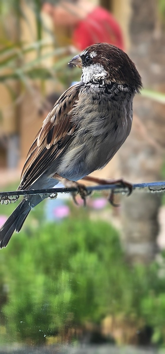 Spanish Sparrow - ML641291980