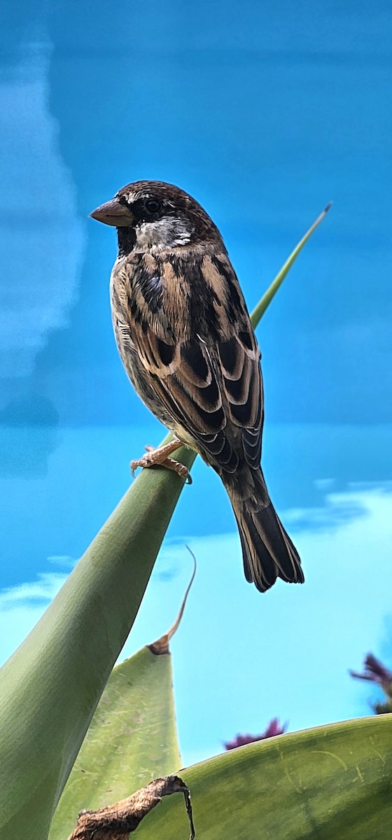Spanish Sparrow - ML641291981