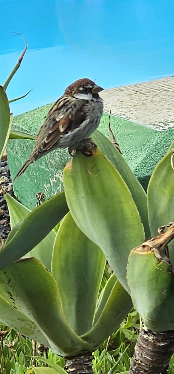 Spanish Sparrow - ML641291983