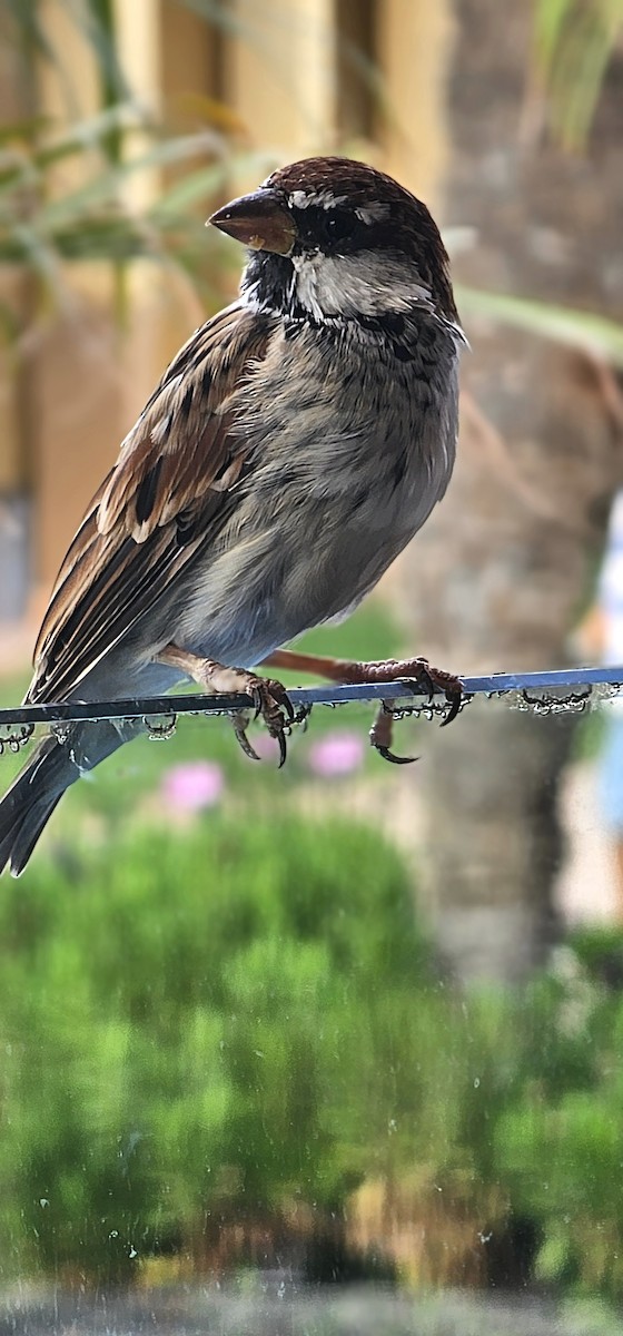 Spanish Sparrow - ML641291984
