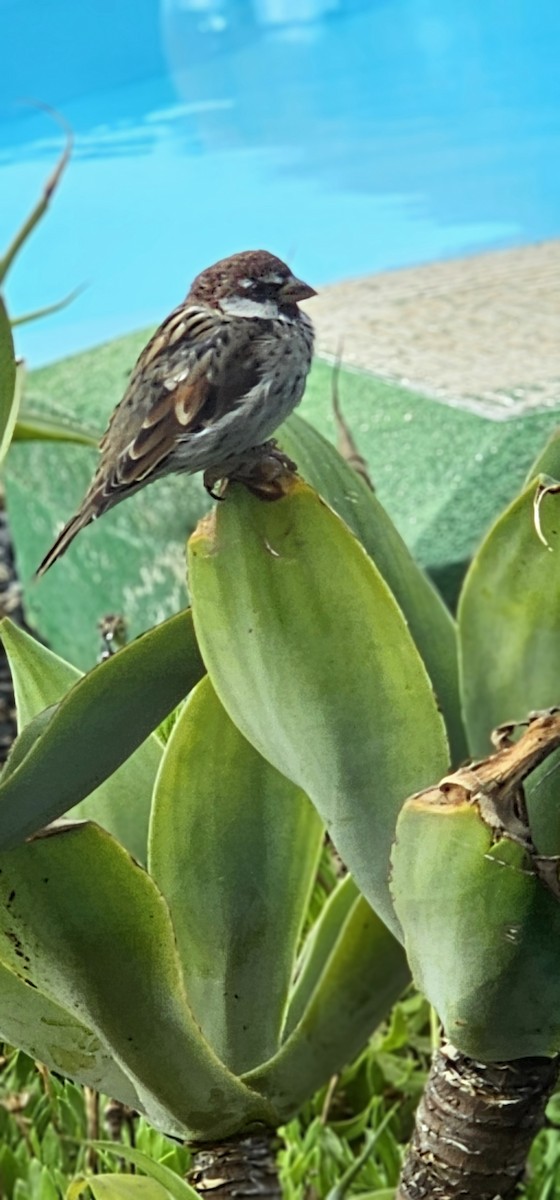 Spanish Sparrow - ML641291985