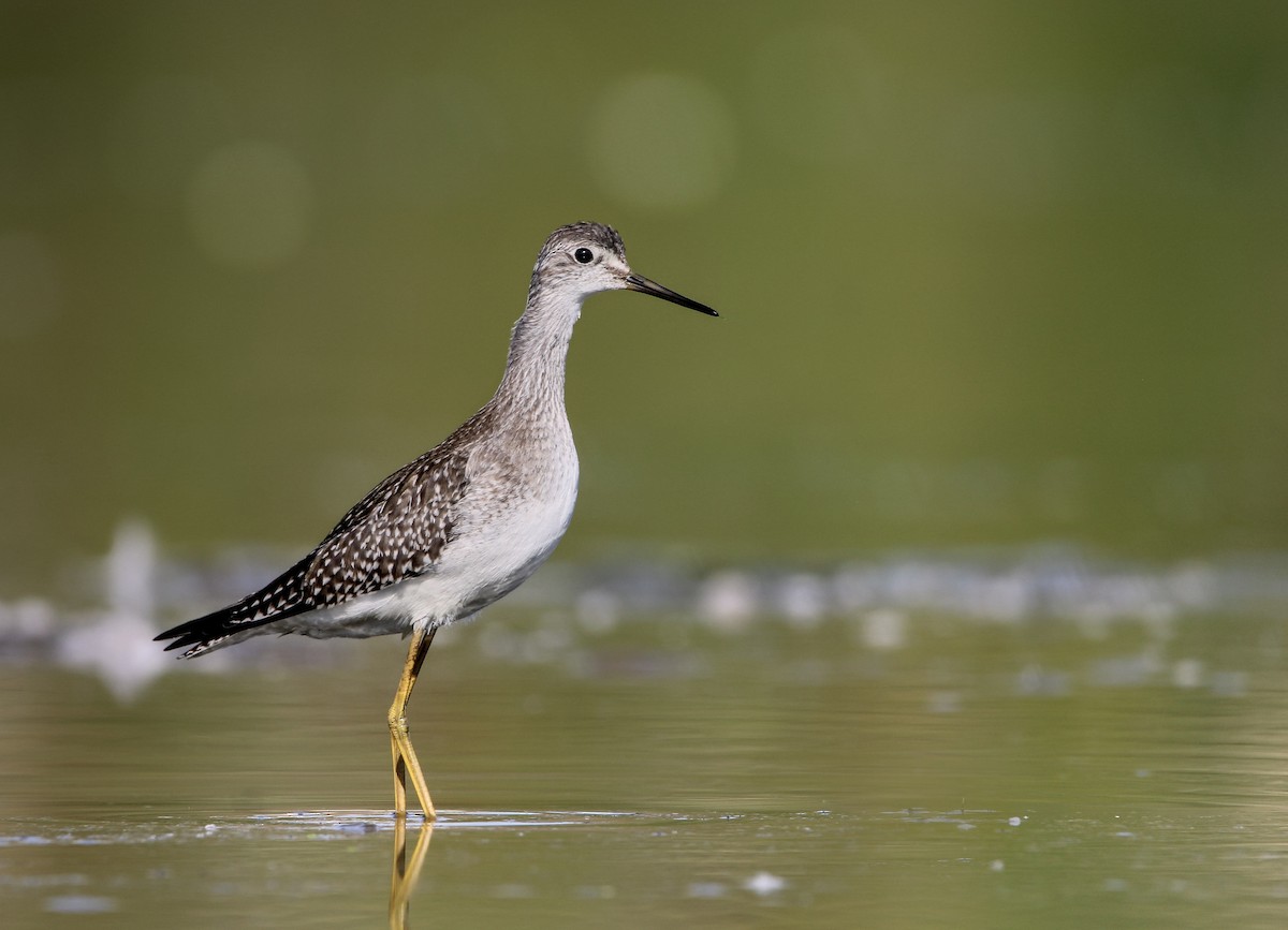 小黃腳鷸 - ML641292059