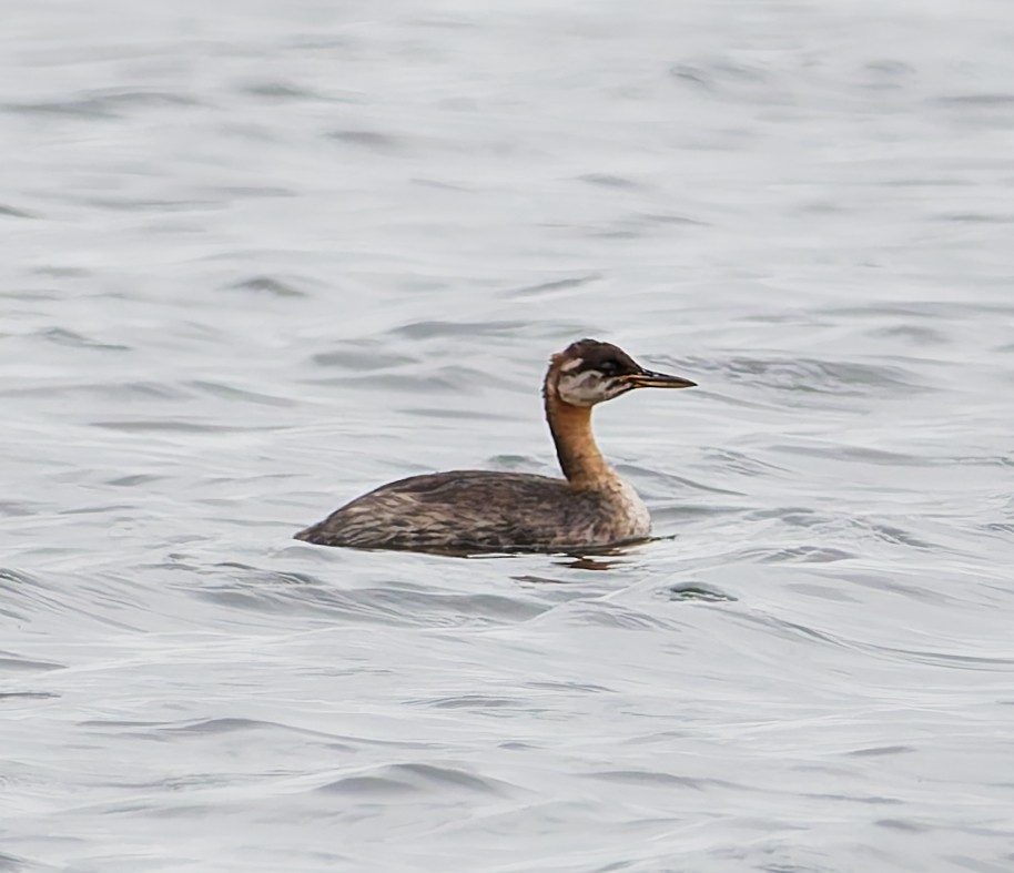 赤頸鸊鷉 - ML641292065