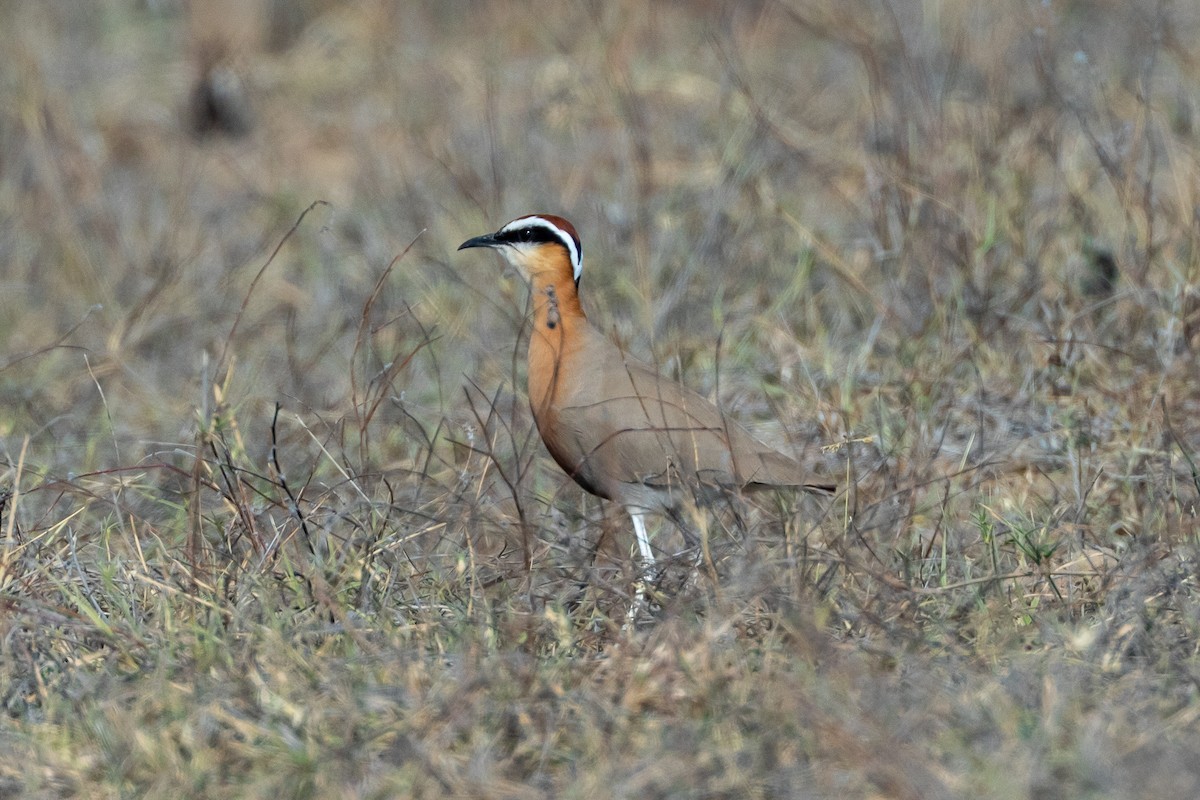 Indian Courser - ML641292069