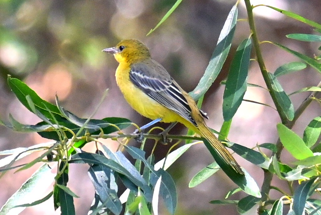 Oriole masqué - ML641292141