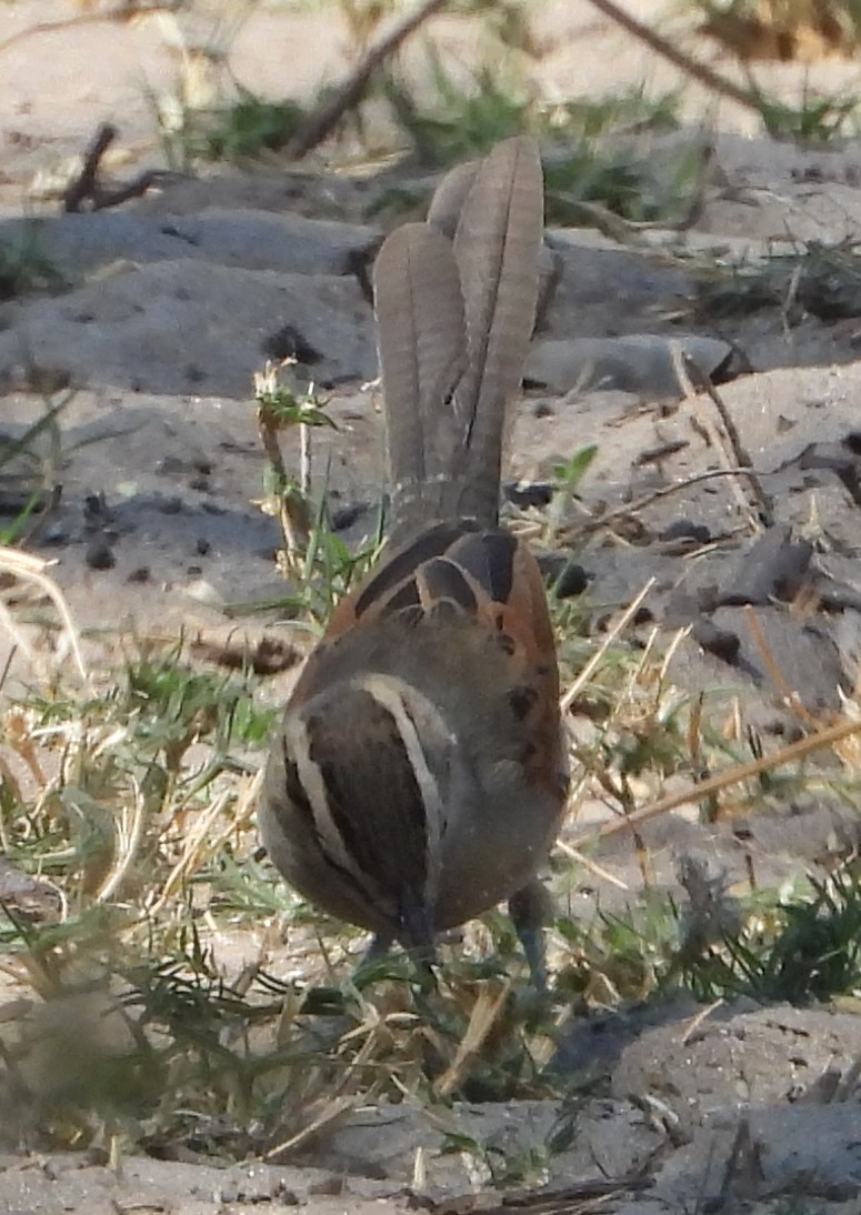 Brown-crowned Tchagra - ML641292142