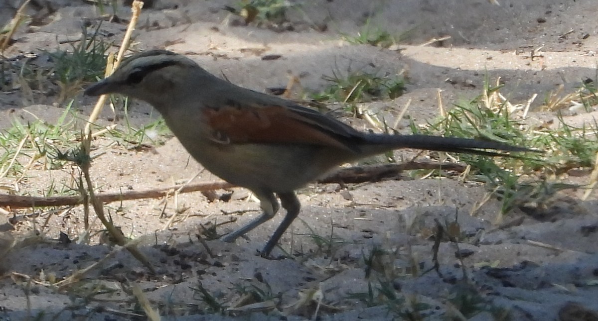 Brown-crowned Tchagra - ML641292143