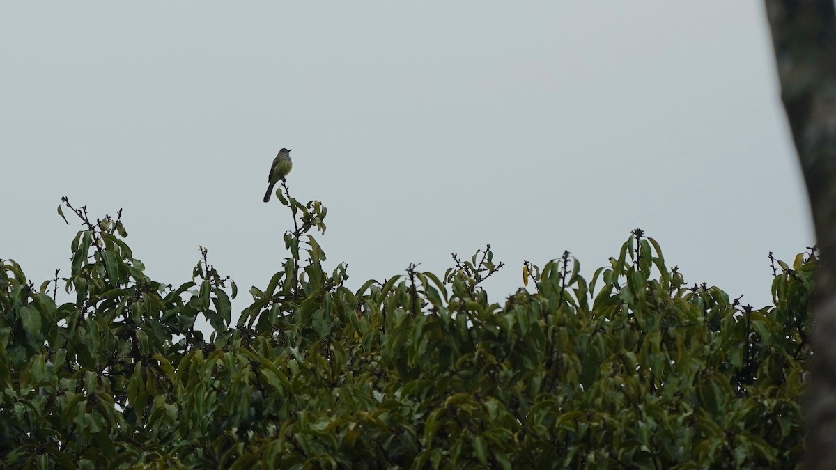 Panama Flycatcher - ML641292171