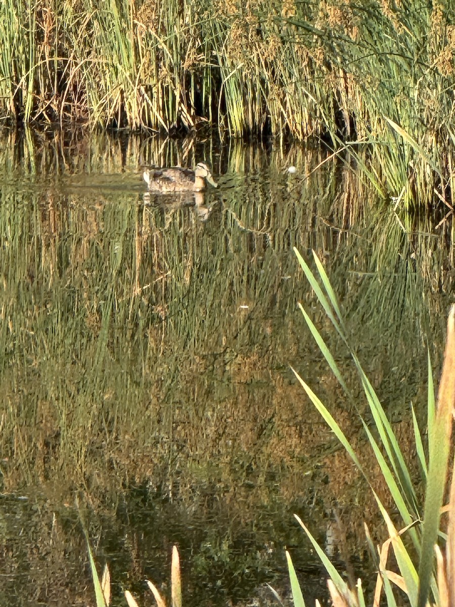Northern Shoveler - ML641292193