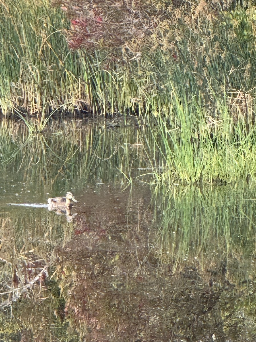 Northern Shoveler - ML641292195