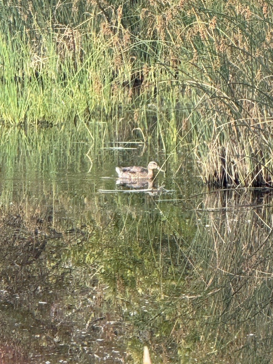 Northern Shoveler - ML641292196