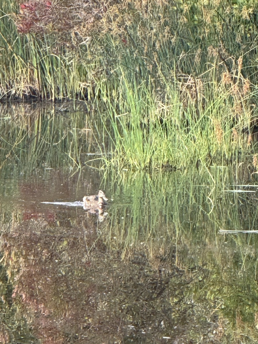 Northern Shoveler - ML641292198