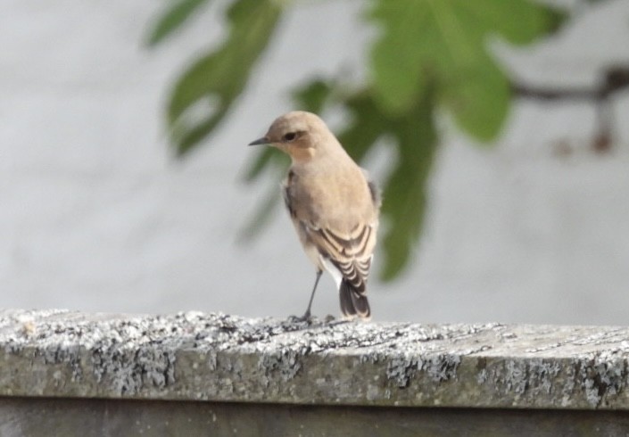 Northern Wheatear - ML641292200