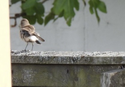 Northern Wheatear - ML641292203